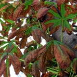 Bolesti kestena i kako ih liječiti